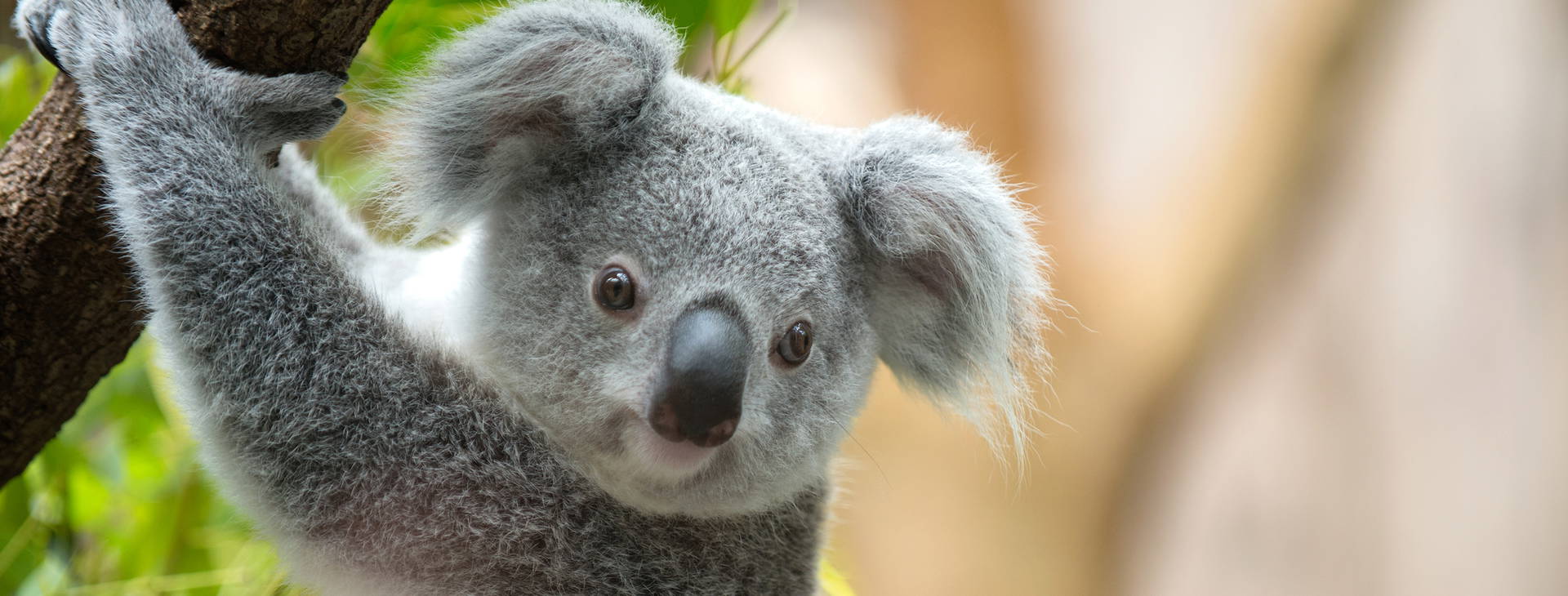 Ubytování AUC Obrázek1