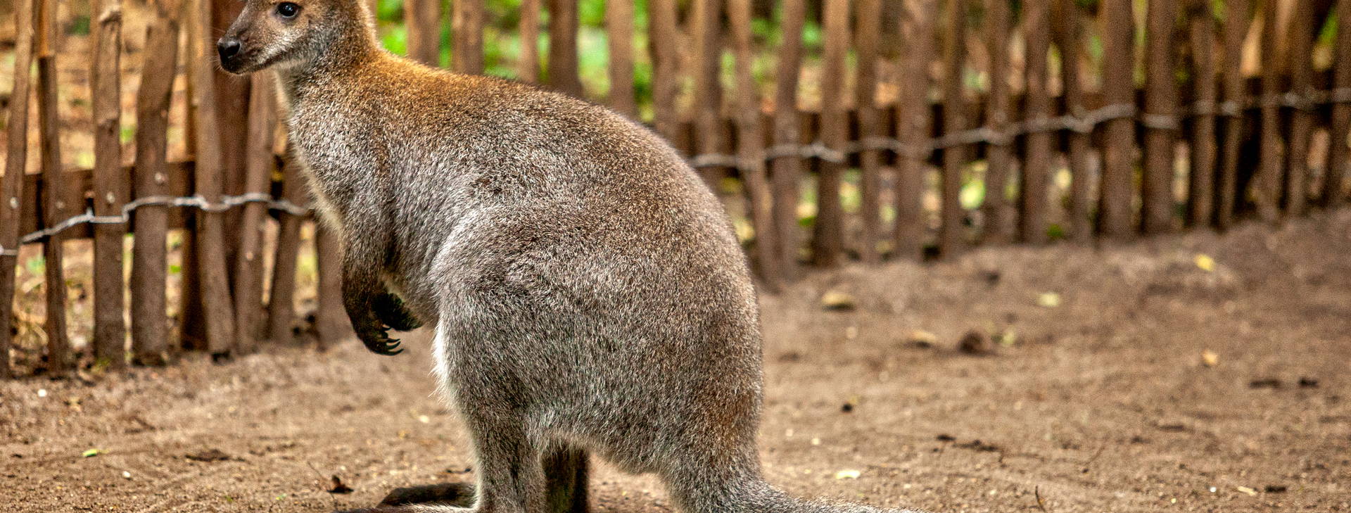 Ubytování AUC Obrázek12