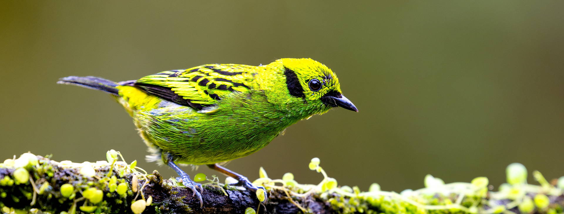 ﻿Ubytování ECU Obrázek2