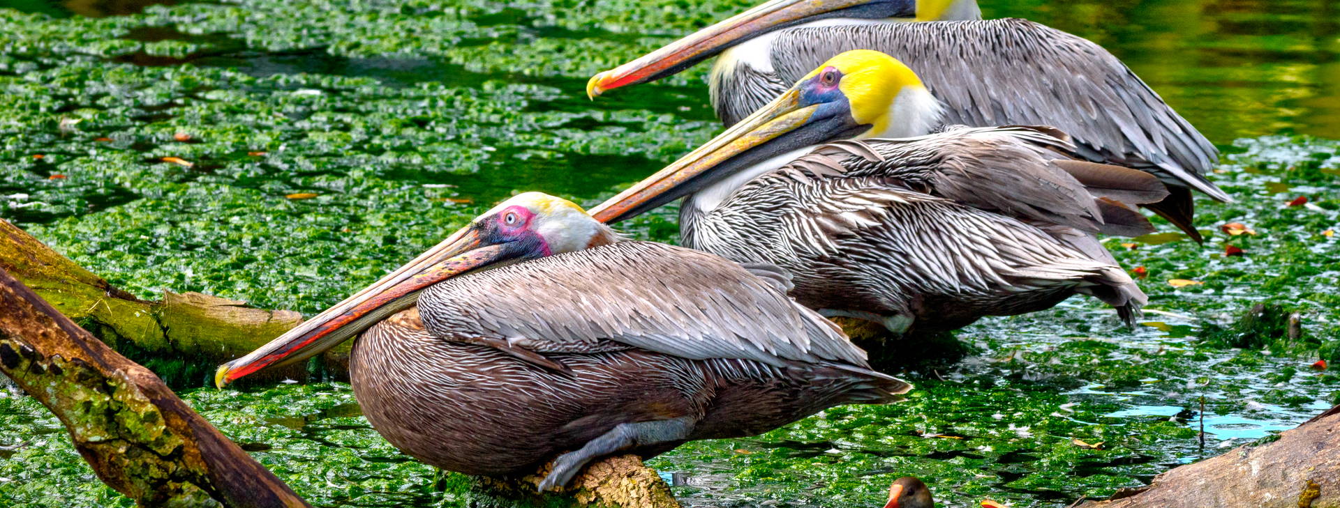 Ubytování MCE (Celebrity Constellation) Obrázek11
