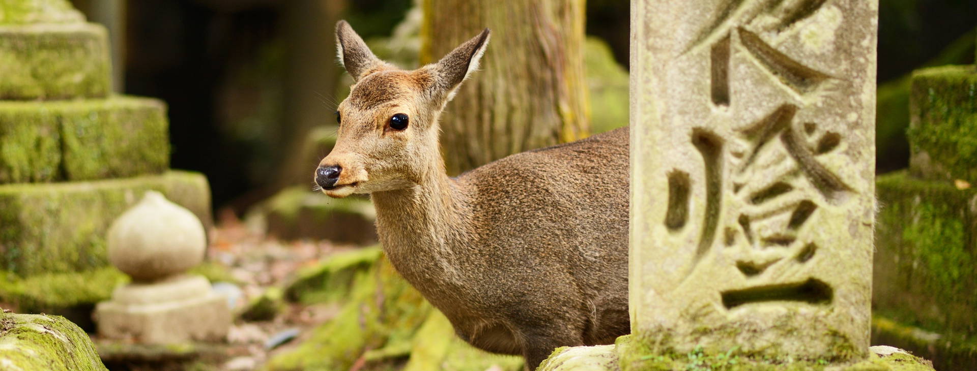 Ubytování CHO Obrázek30