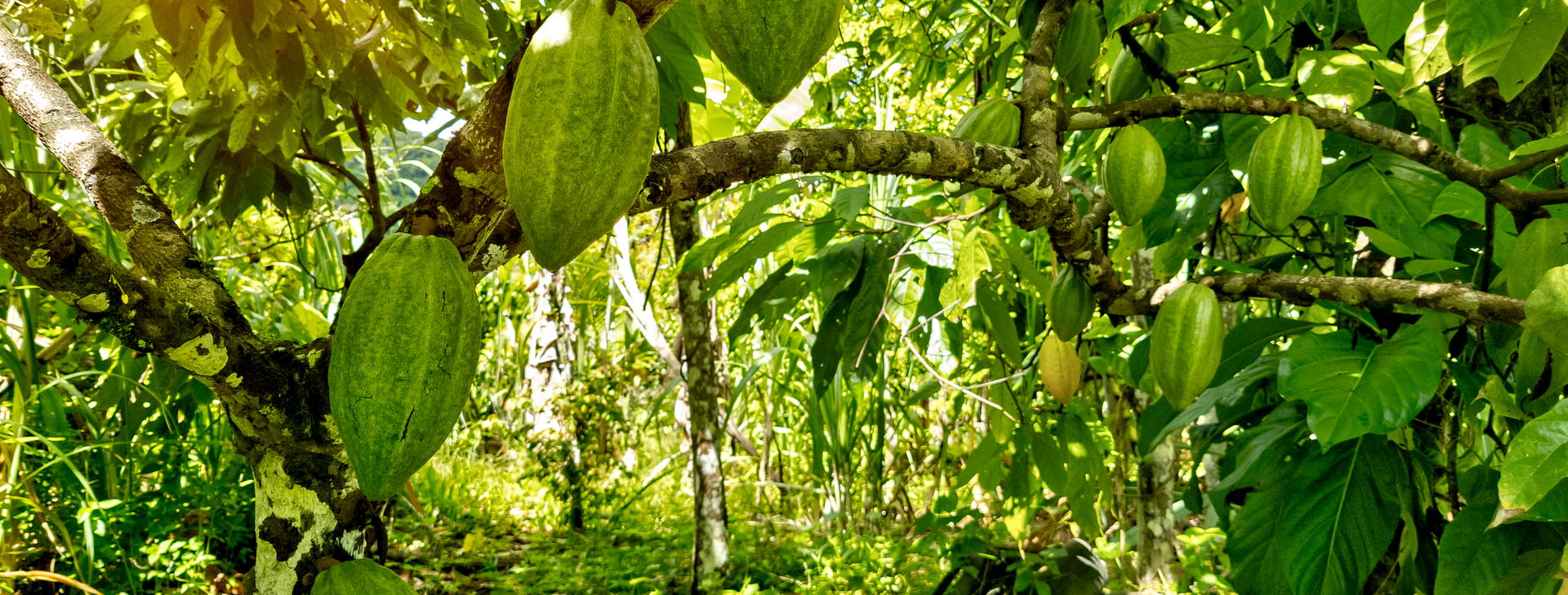 Ubytování BSA Obrázek4