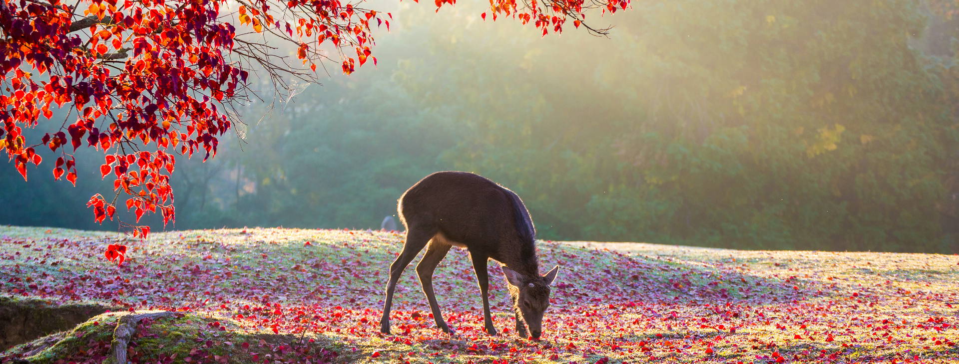 Ubytování CHO Obrázek18