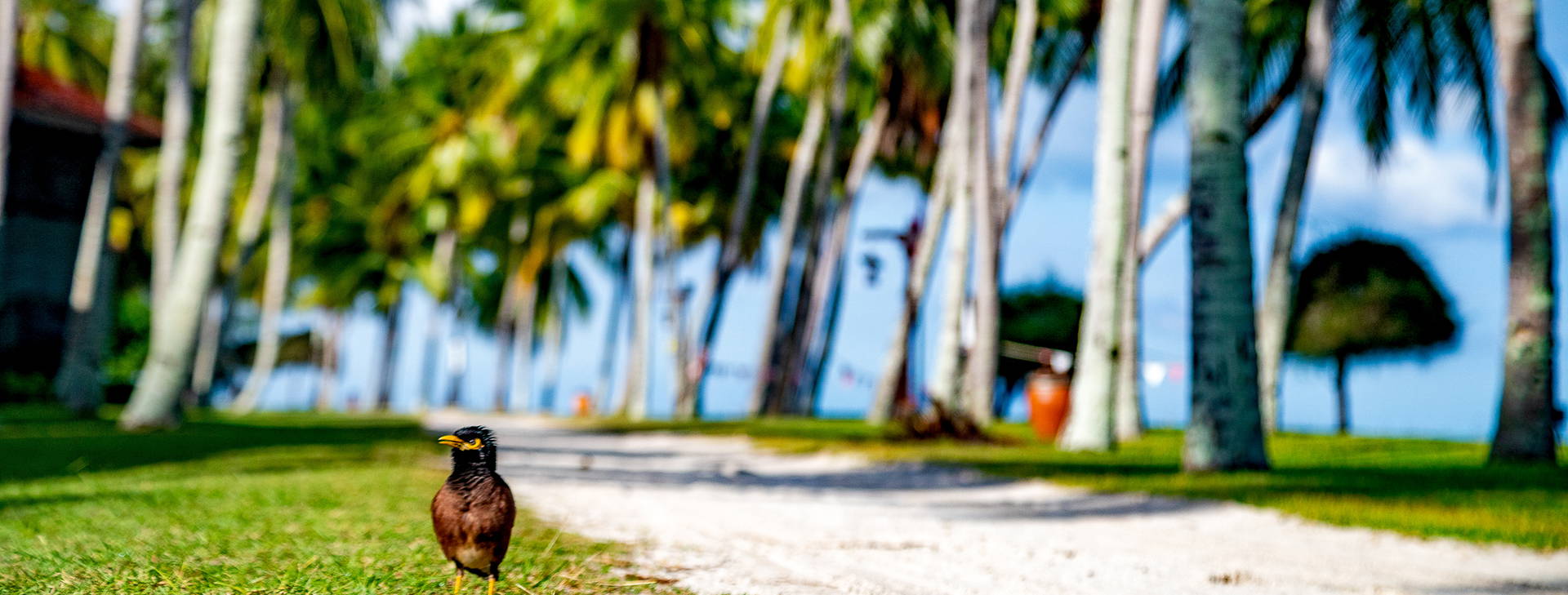 Pelangi Beach Obrázek16