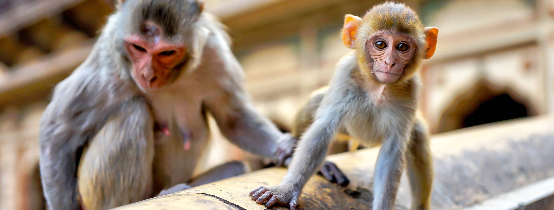 Ubytování IDU Obrázek16