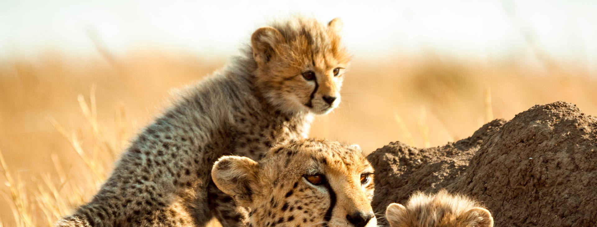 Baobab Beach Resort and Spa KST Obrázek4