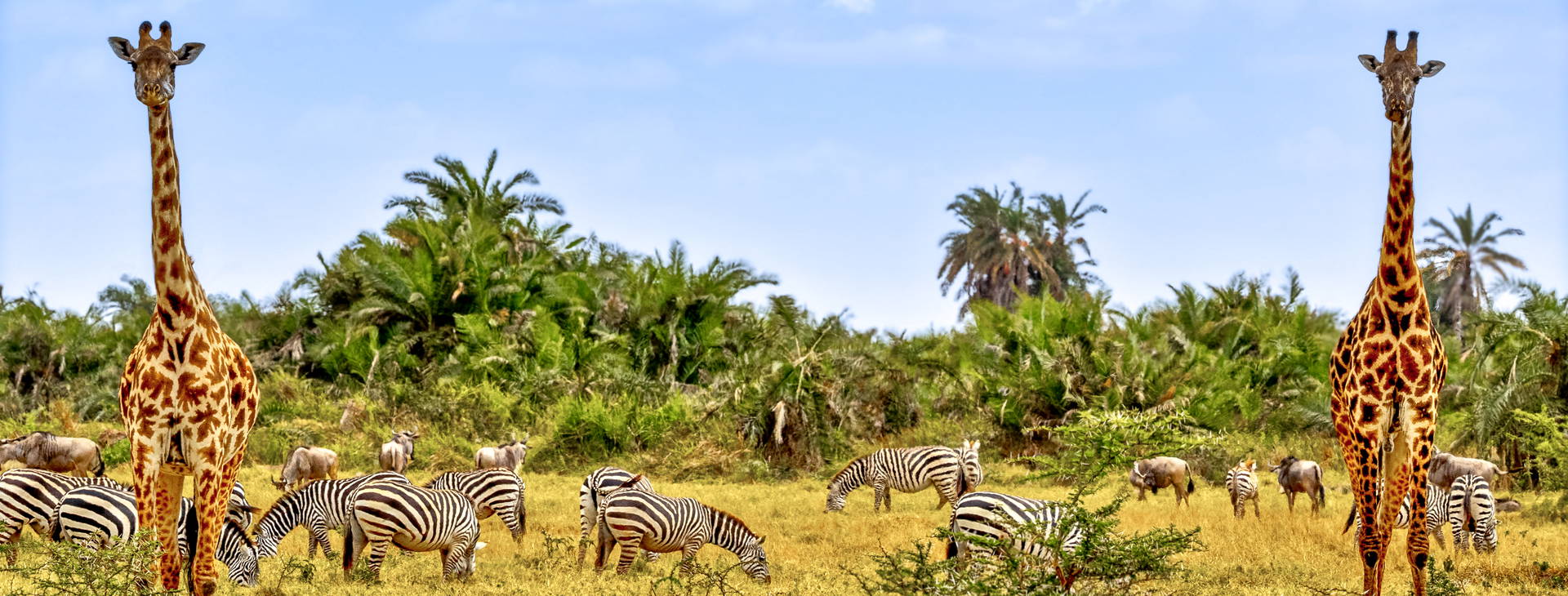 Baobab Beach Resort and Spa KST Obrázek11