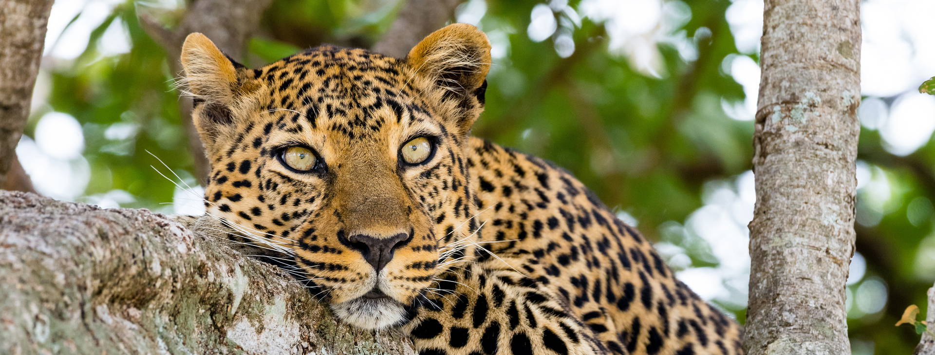 Baobab Beach Resort and Spa KST Obrázek12