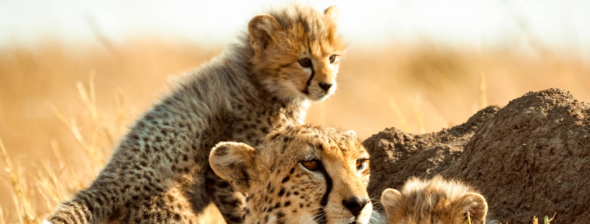 Baobab Beach Resort and Spa KSS Obrázek4