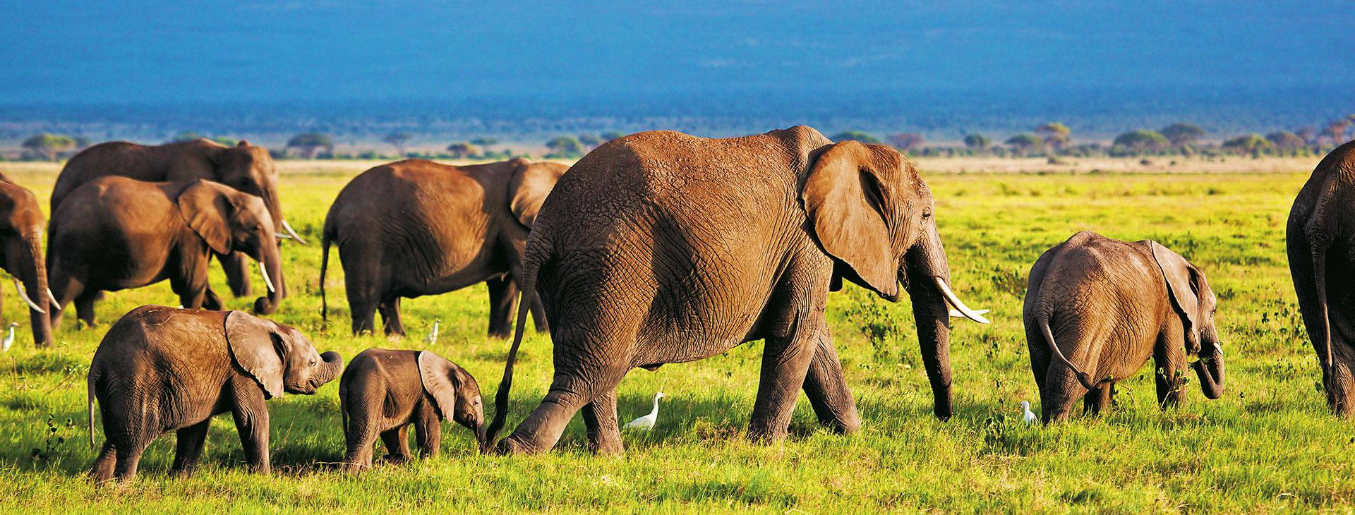 Bamburi Beach (4 noci + poznávací část 3 noci) Obrázek9