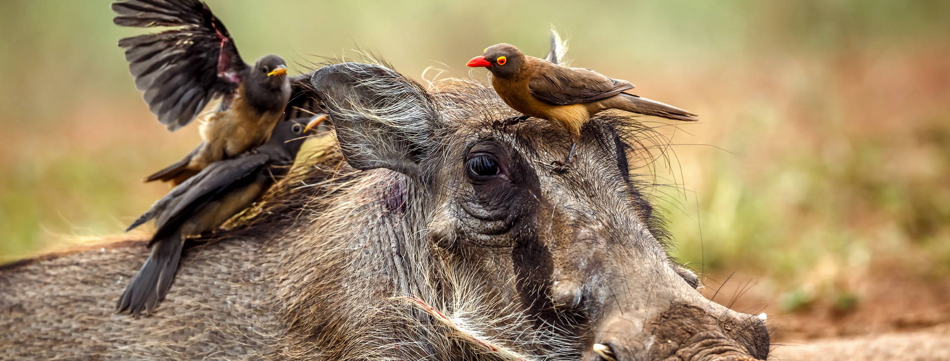 Bamburi Beach (4 noci + poznávací část 3 noci) Obrázek3