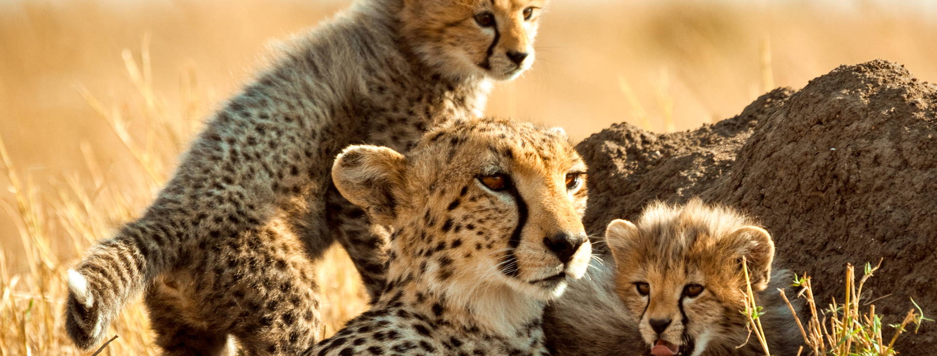 Bamburi Beach (4 noci + poznávací část 3 noci) Obrázek11