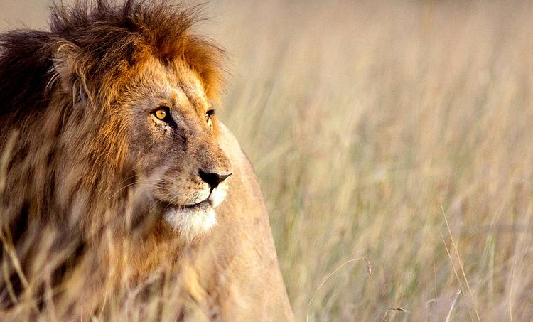 Bamburi Beach (4 noci + poznávací část 3 noci)-obr