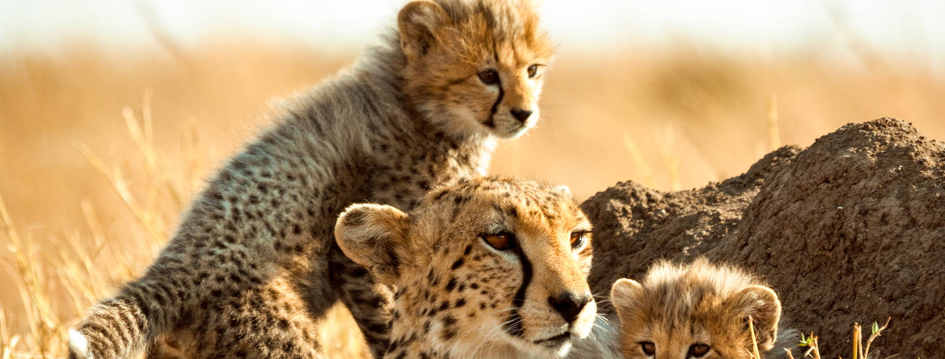 Bamburi Beach (3 noci + poznávací část 4 noci) Obrázek11