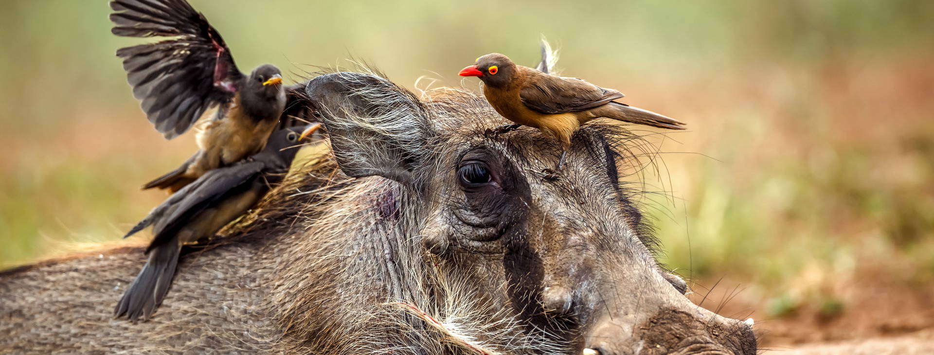 Chale Island Resort (4 noci + poznávací část 3 noci) Obrázek9