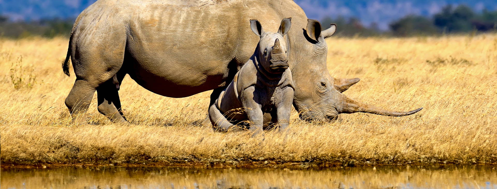 Chale Island Resort (4 noci + poznávací část 3 noci) Obrázek12