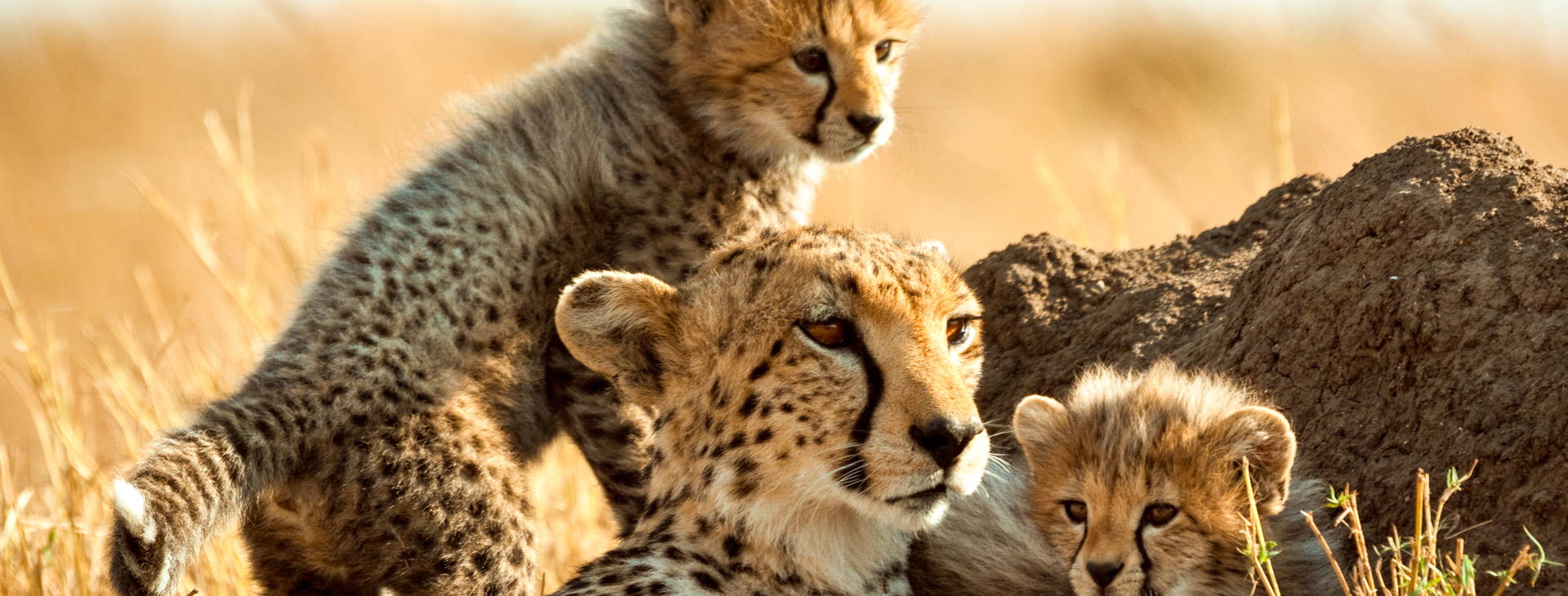 Chale Island Resort (4 noci + poznávací část 3 noci) Obrázek14