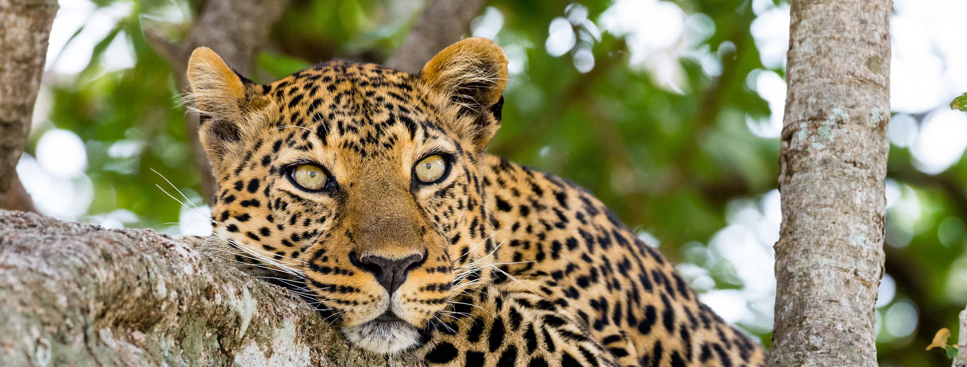 Chale Island Resort (3 noci + poznávací část 4 noci) Obrázek3