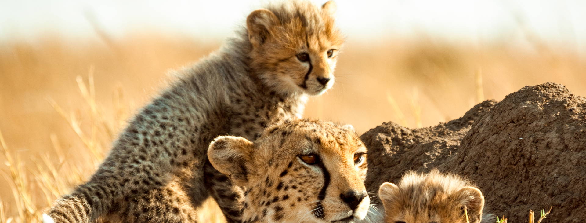 Diani Sea Lodge (4 noci + poznávací část 3 noci) Obrázek9