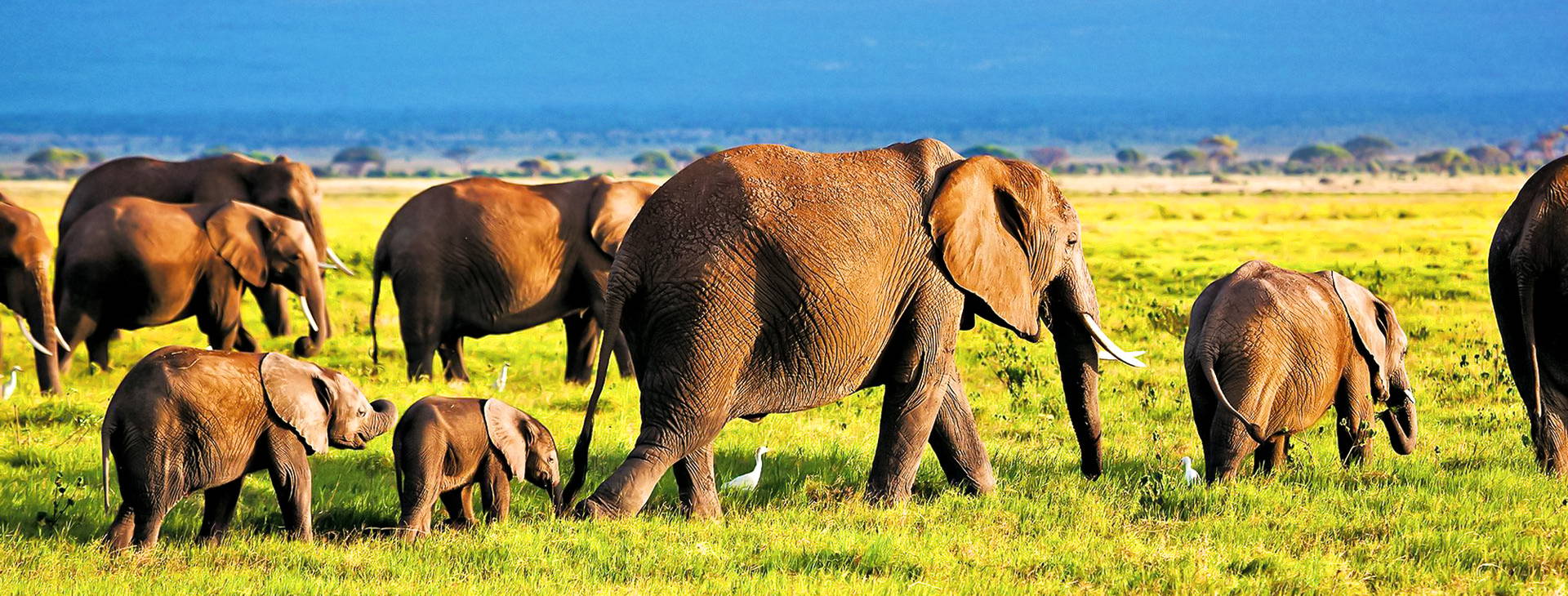 Diani Sea Lodge (4 noci + poznávací část 3 noci) Obrázek4