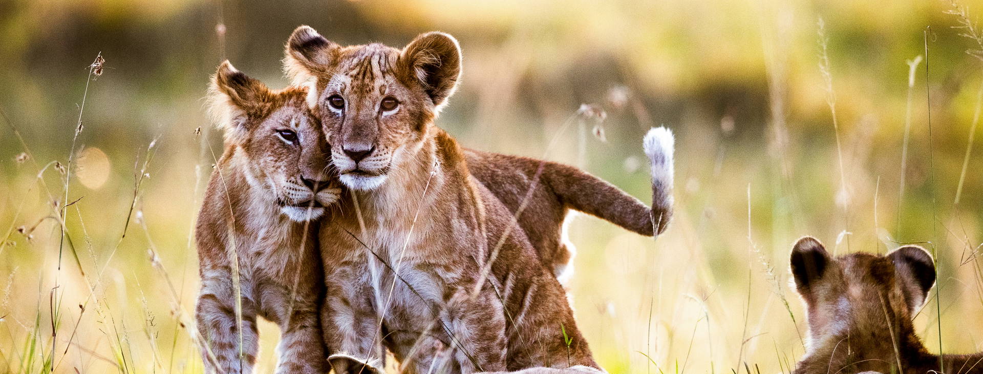 Diani Sea Lodge (4 noci + poznávací část 3 noci) Obrázek11