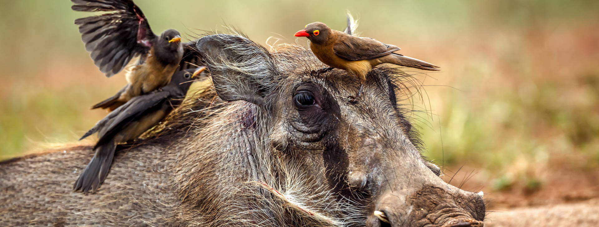 Diani Sea Lodge (4 noci + poznávací část 3 noci) Obrázek3