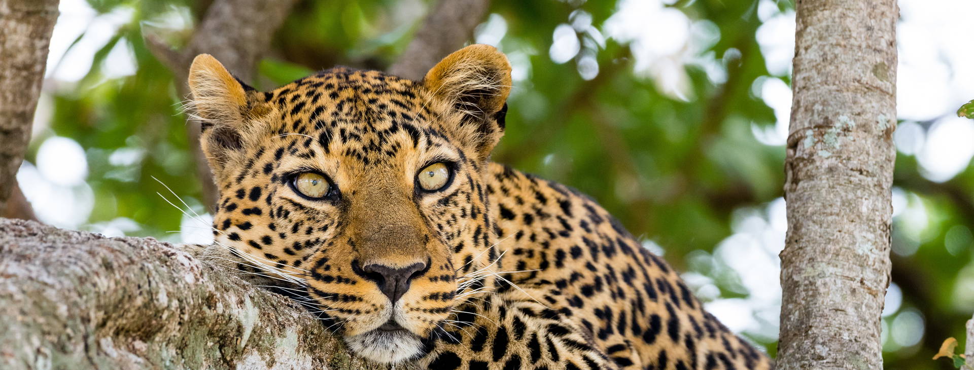 Diani Sea Lodge (3 noci + poznávací část 4 noci) Obrázek16