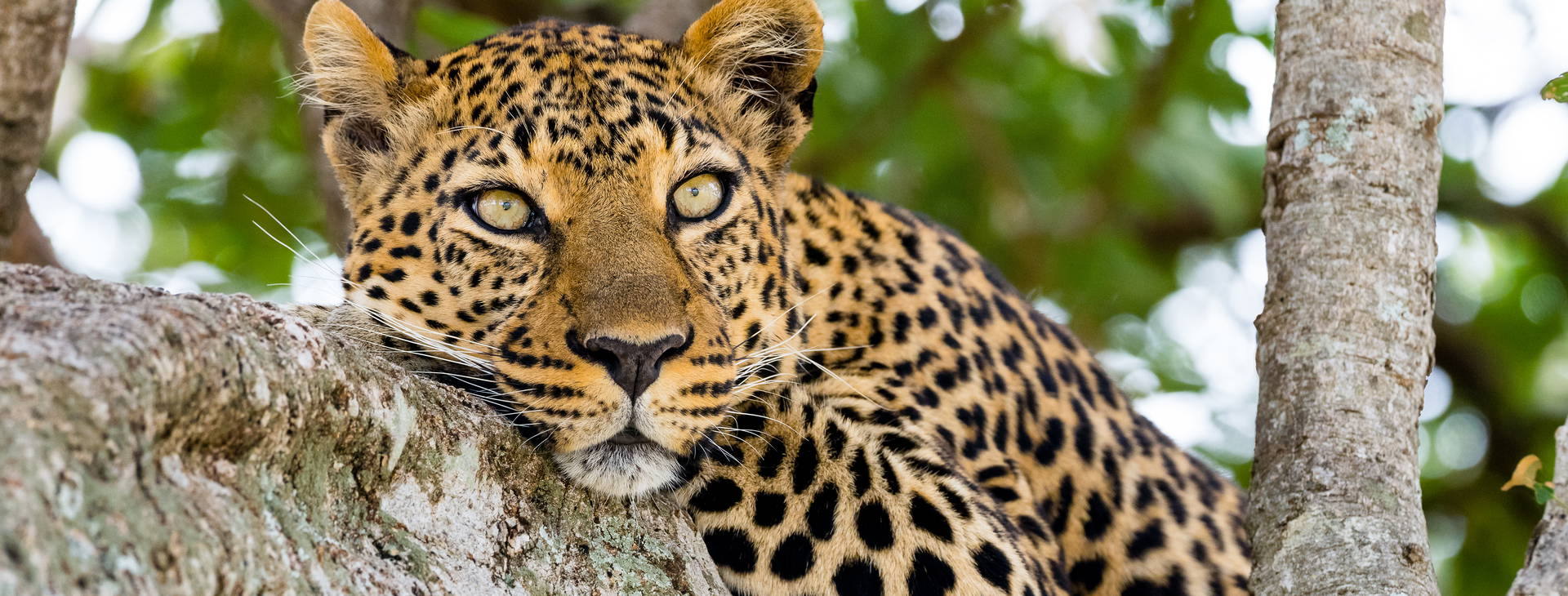 Diani Sea Resort (3 noci + poznávací část 4 noci) Obrázek5