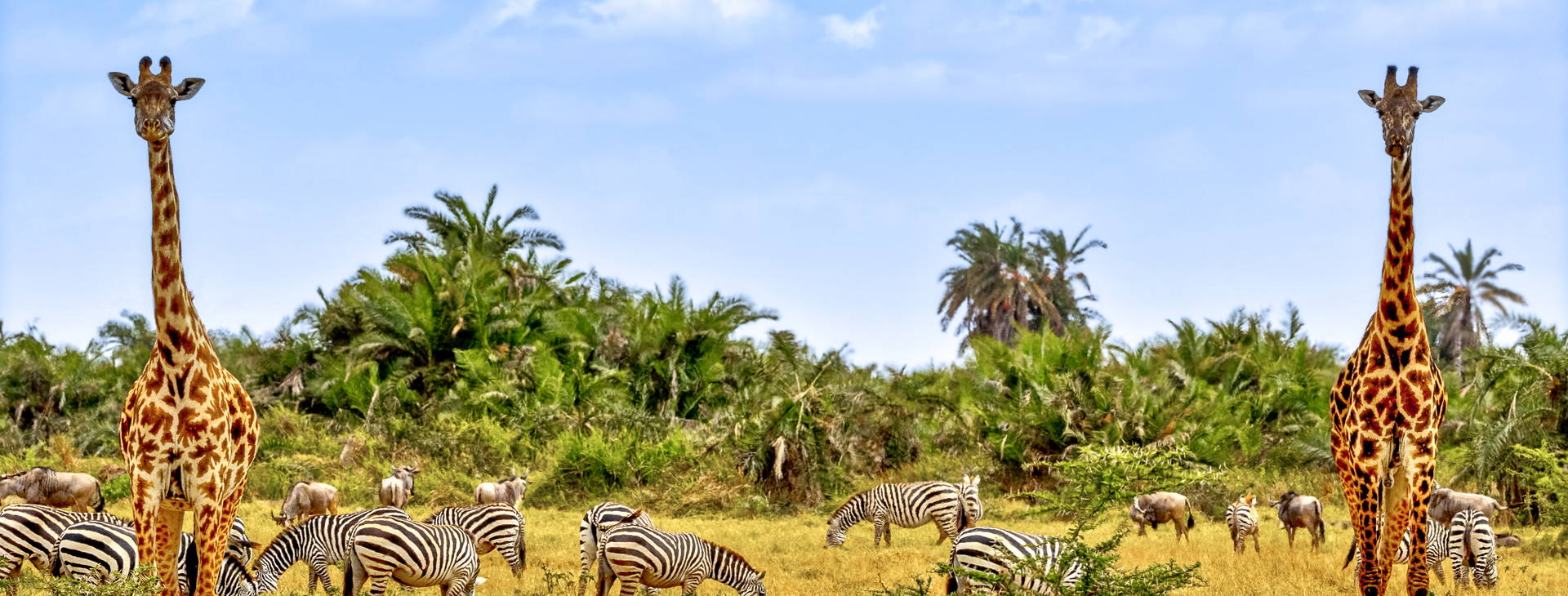 Diani Sea Resort (3 noci + poznávací část 4 noci) Obrázek10