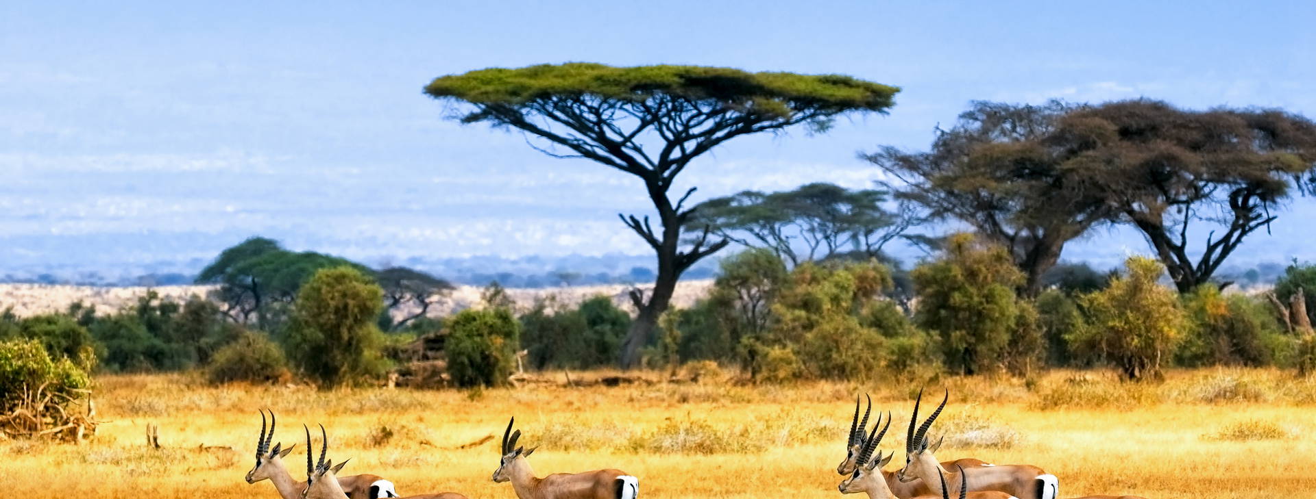 Diani Sea Resort (3 noci + poznávací část 4 noci) Obrázek12