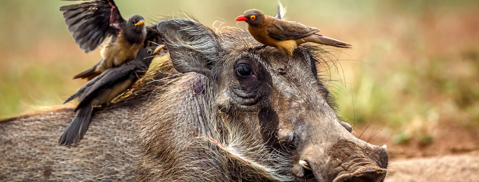 Kenya Bay (4 noci + poznávací část 3 noci) Obrázek10