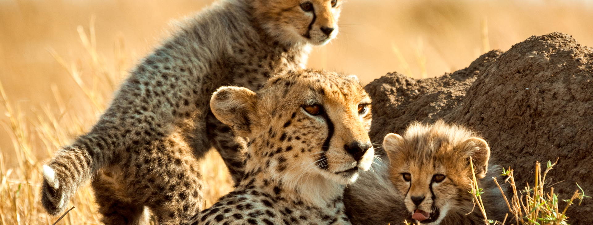 Kenya Bay (3 noci + poznávací část 4 noci) Obrázek17