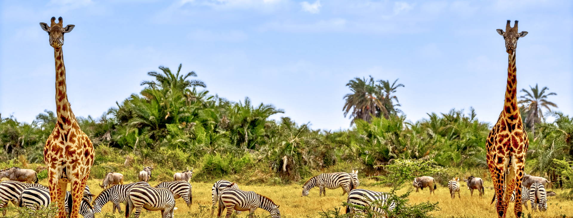 Kenya Bay (3 noci + poznávací část 4 noci) Obrázek5