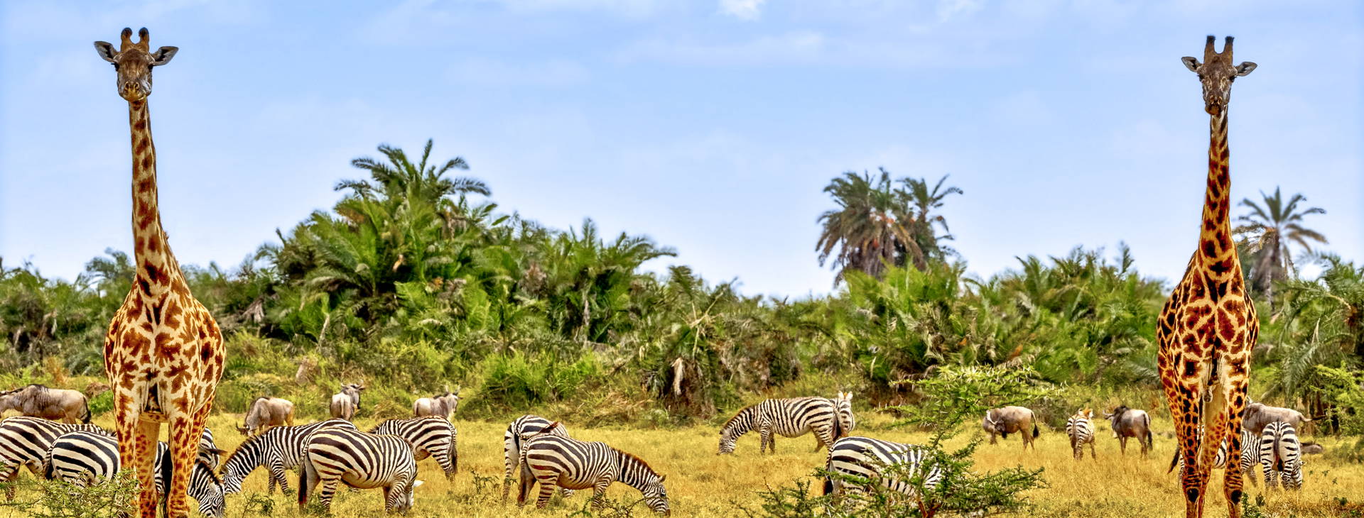 Leopard Beach Resort & SPA KST Obrázek3