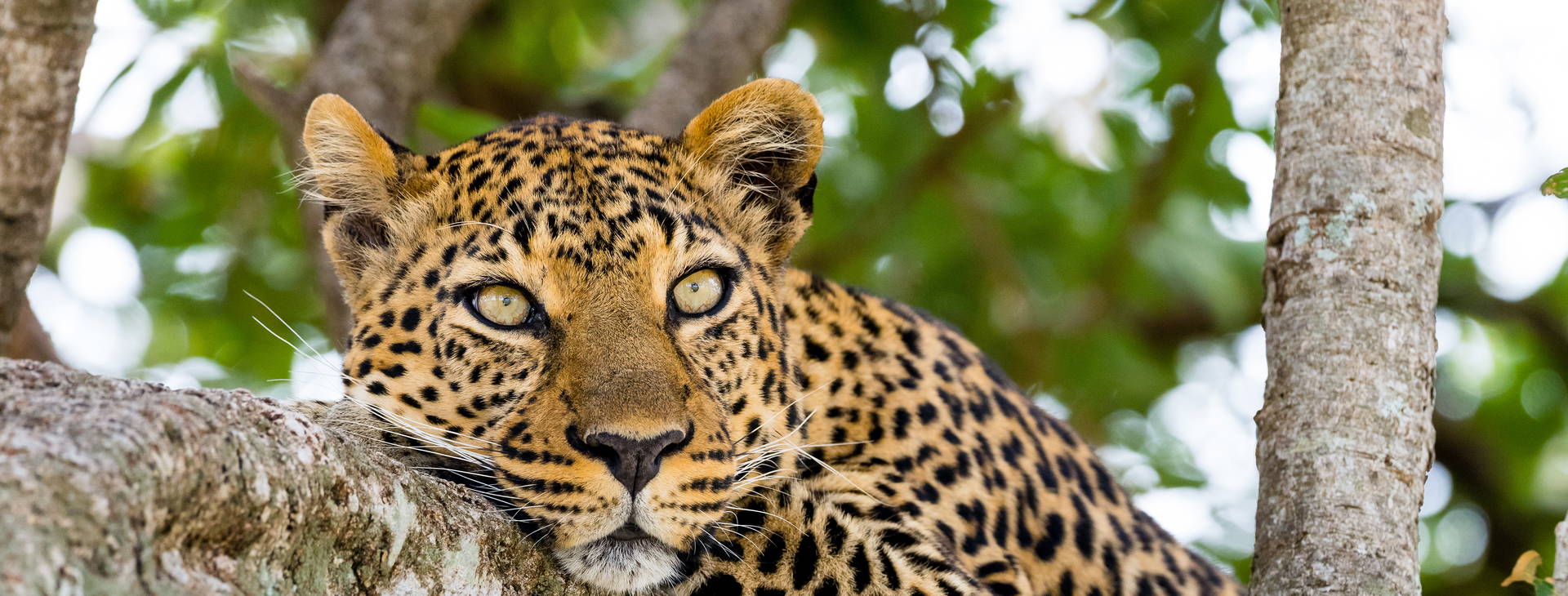 Leopard Beach Resort & SPA KST Obrázek1