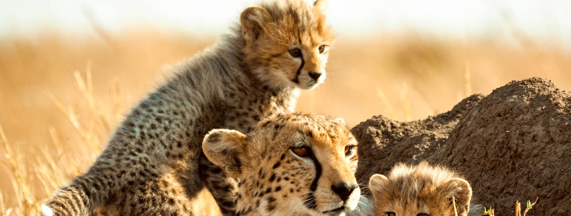 Neptune Beach Resort (4 noci + poznávací část 3 noci) Obrázek4