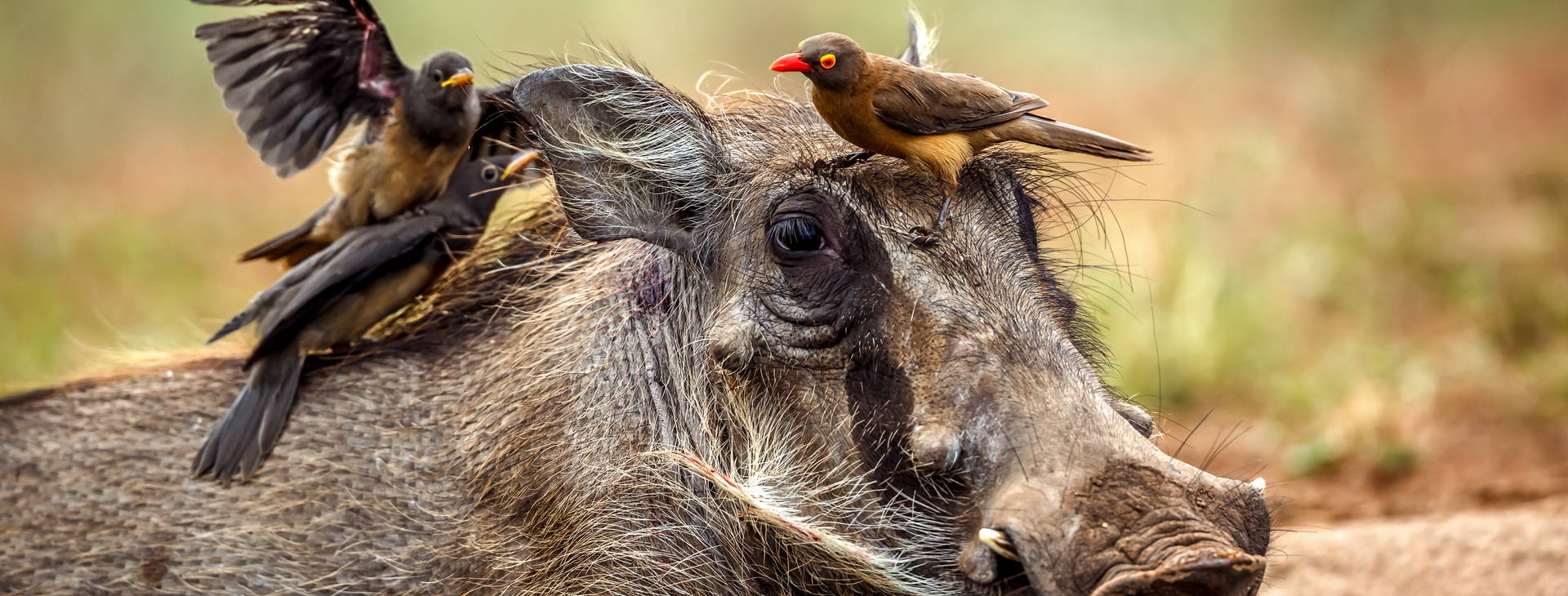 Neptune Paradise Beach Resort & SPA (4 noci + poznávací část 3 noci) Obrázek6