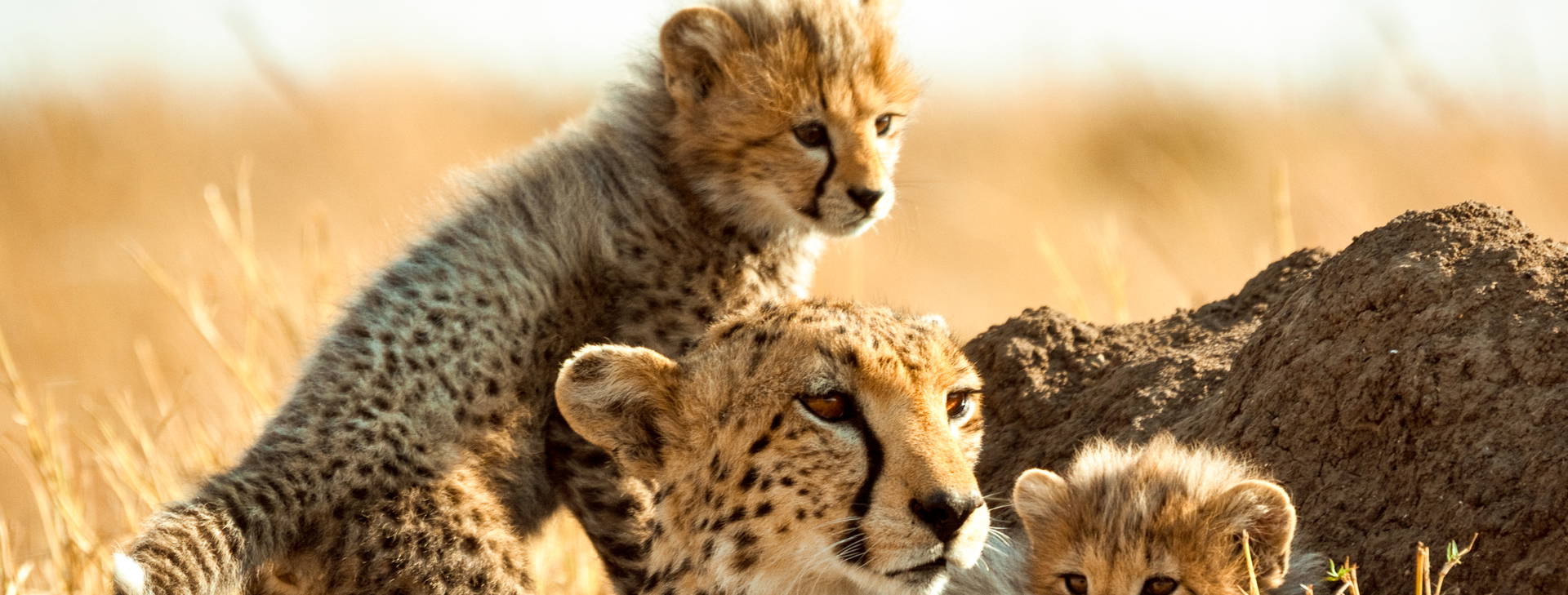 Neptune Paradise Beach Resort & SPA (3 noci + poznávací část 4 noci) Obrázek3