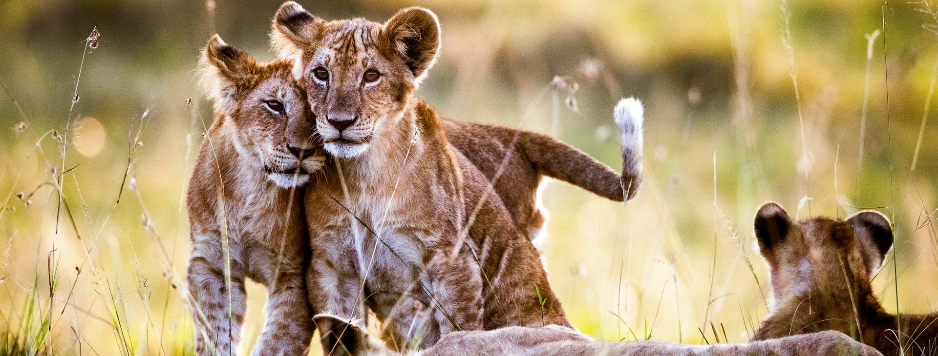 Baobab Beach Resort and Spa KSS Obrázek8