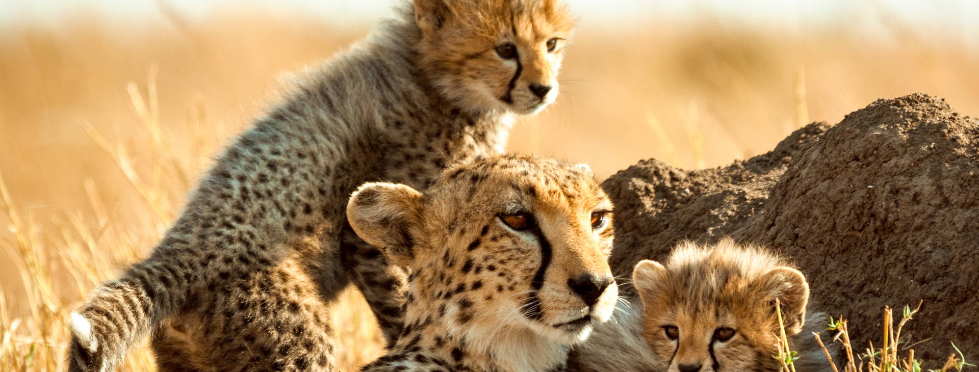 Leopard Beach Resort & SPA KST Obrázek5