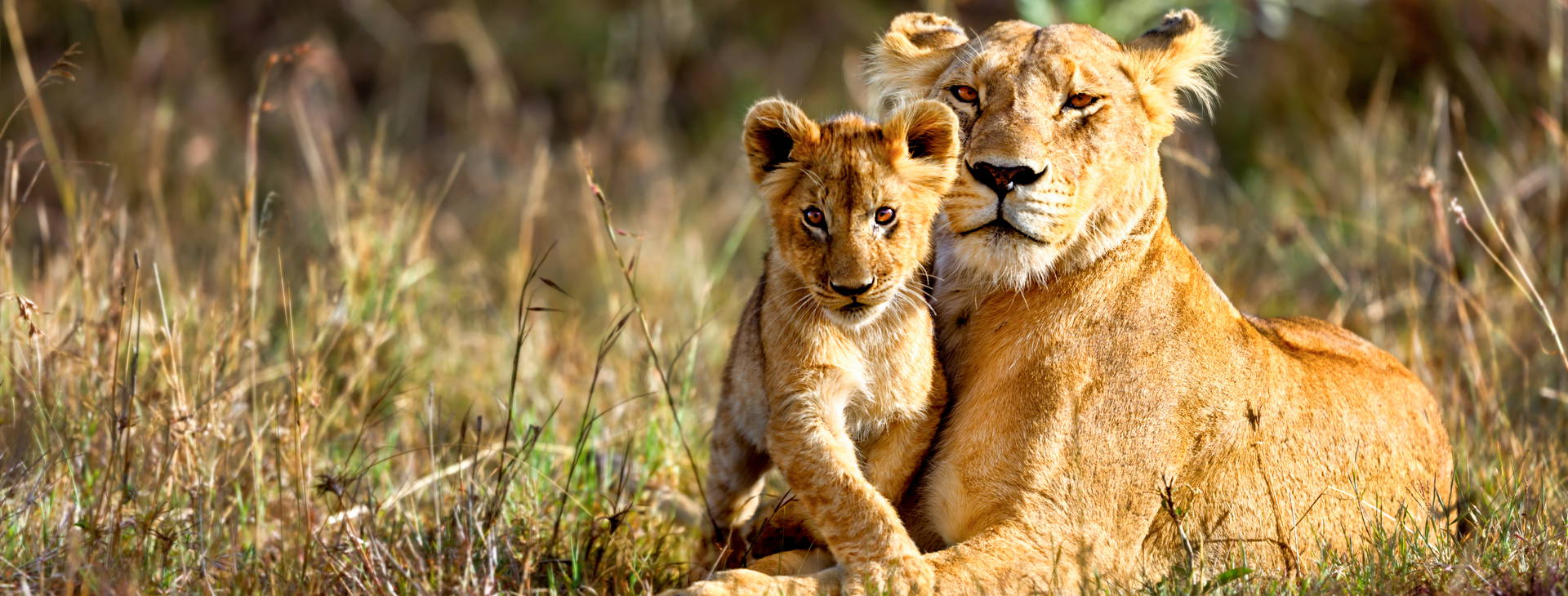 Leopard Beach Resort & SPA KST Obrázek11