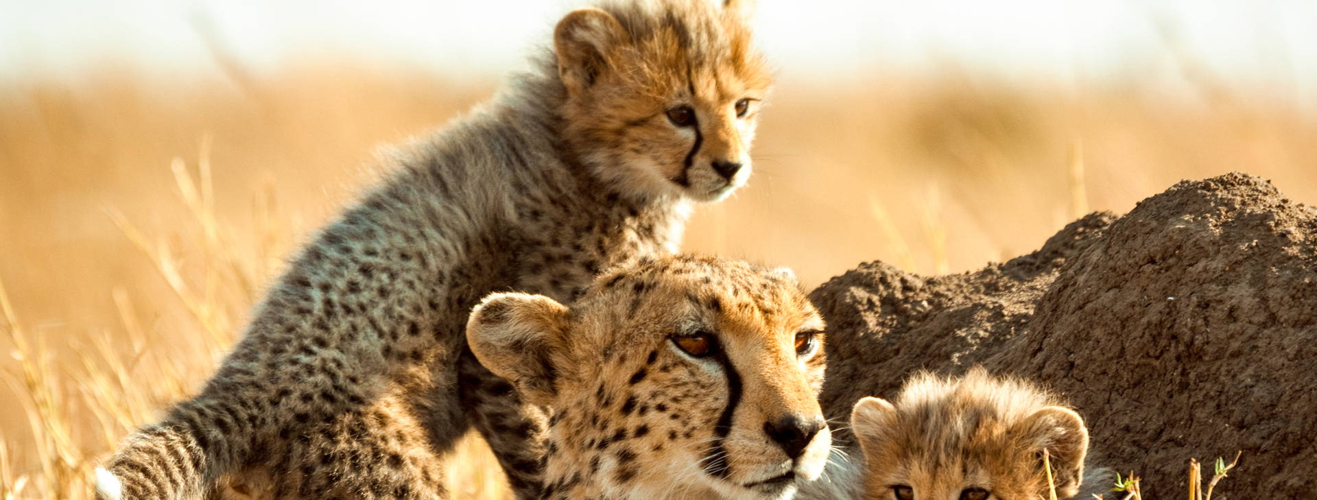 Neptune Beach Resort (3 noci + poznávací část 4 noci) Obrázek13