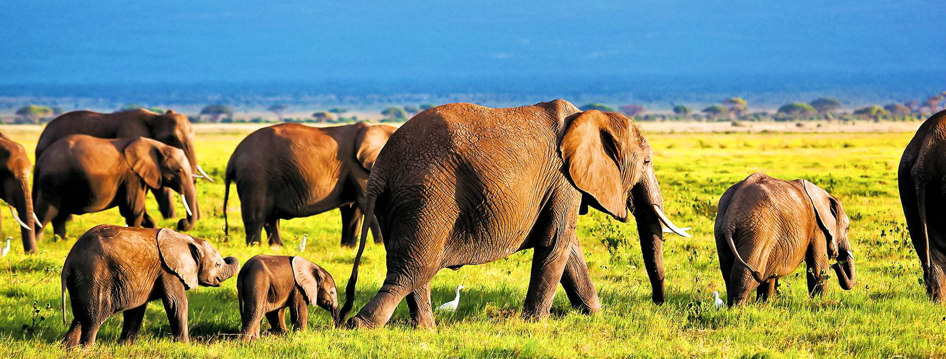 Jacaranda Indian Ocean Beach Resort (4 noci + poznávací část 3 noci) Obrázek0