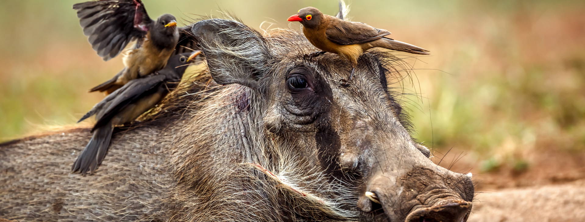 Jacaranda Indian Ocean Beach Resort (4 noci + poznávací část 3 noci) Obrázek7
