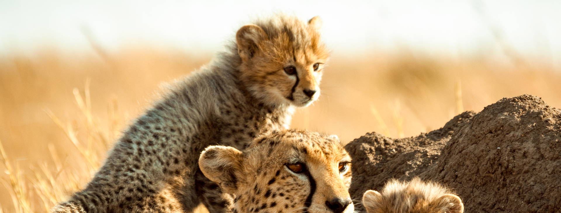 Jacaranda Indian Ocean Beach Resort (4 noci + poznávací část 3 noci) Obrázek10