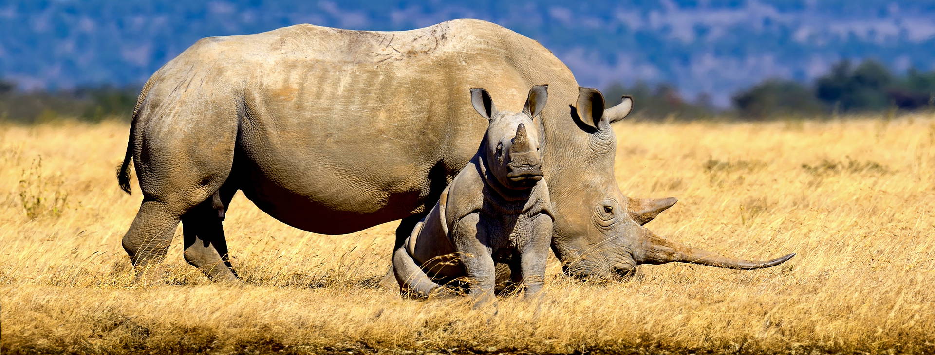 Jacaranda Indian Ocean Beach Resort (4 noci + poznávací část 3 noci) Obrázek6