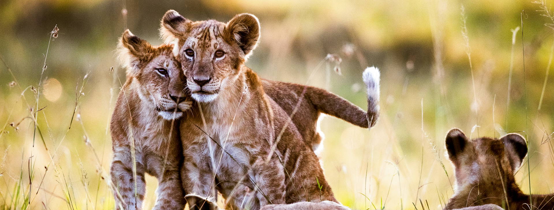 Jacaranda Indian Ocean Beach Resort (4 noci + poznávací část 3 noci) Obrázek3