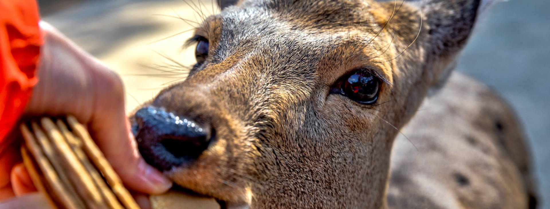 Ubytování JPO Obrázek9