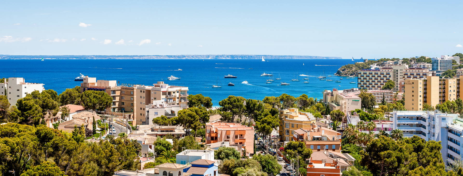 Globales Mimosa Obrázek8