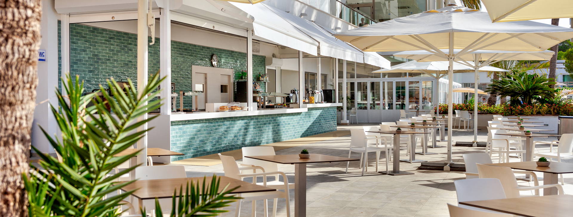 Globales Mimosa Obrázek20